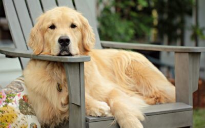 Golden Retriever – Den gyldne bedste ven