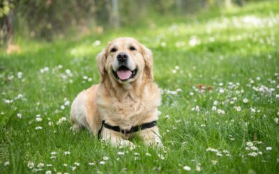 Hvor mange hunde er der i Danmark?