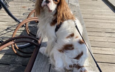 Cavalier king charles spaniel – Lær racen at kende