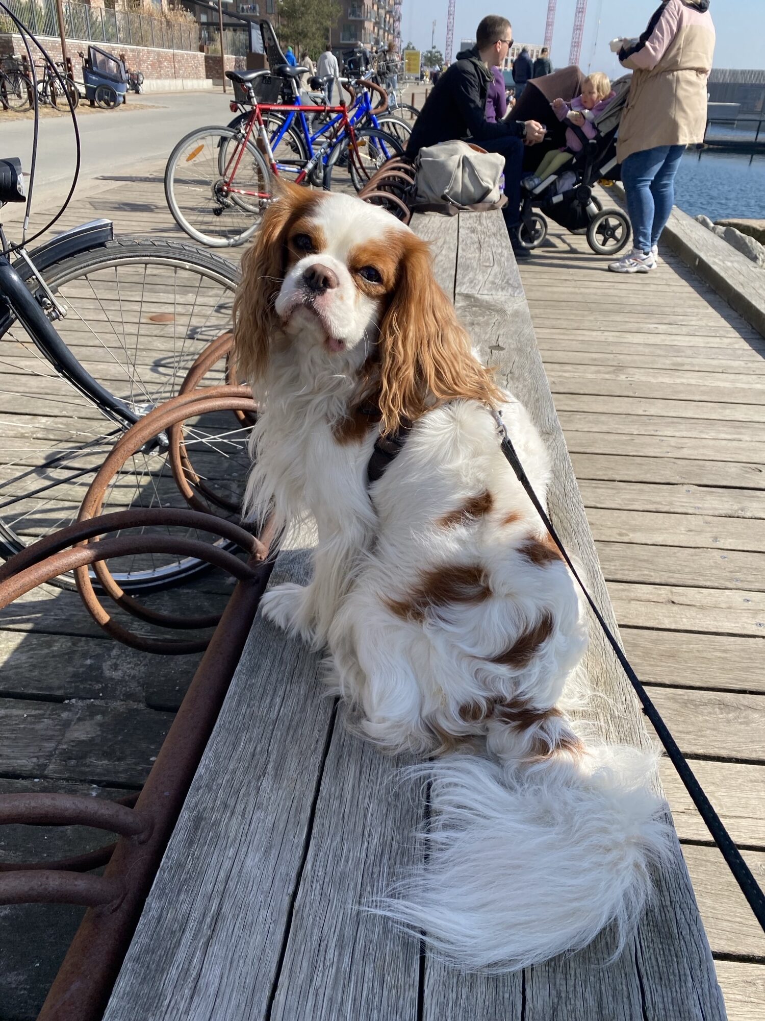 cavalier king charles spaniel billede