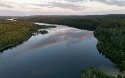 De bedste hundeskove i Silkeborg