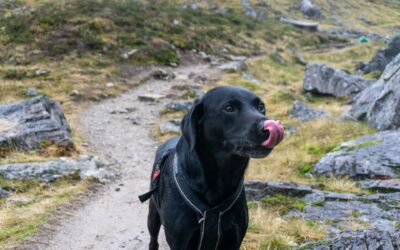 Hvorfor slikker hunden mig? Få svaret her