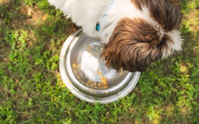 Beregner: Hvor meget hundemad skal min hund have?