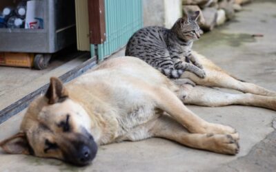 Kan hunde og katte leve sammen? Tips til at skabe harmoni i hjemmet