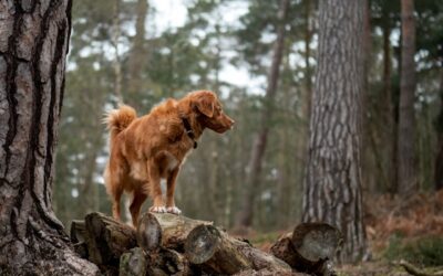 De 5 bedste hundeskove i Esbjerg