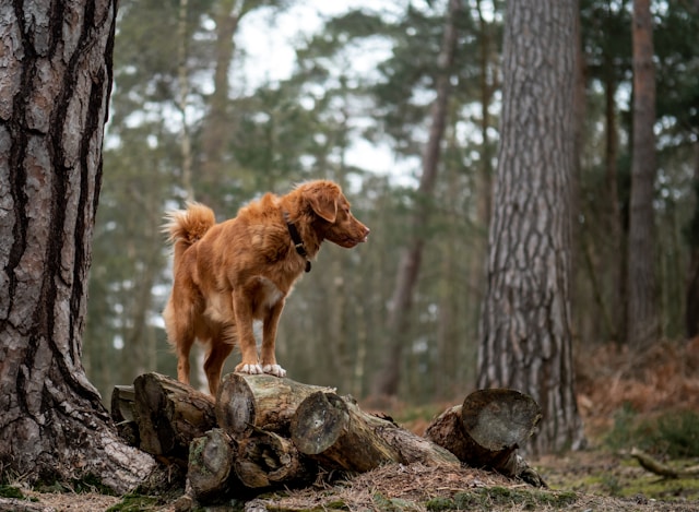 De 5 bedste hundeskove i Esbjerg