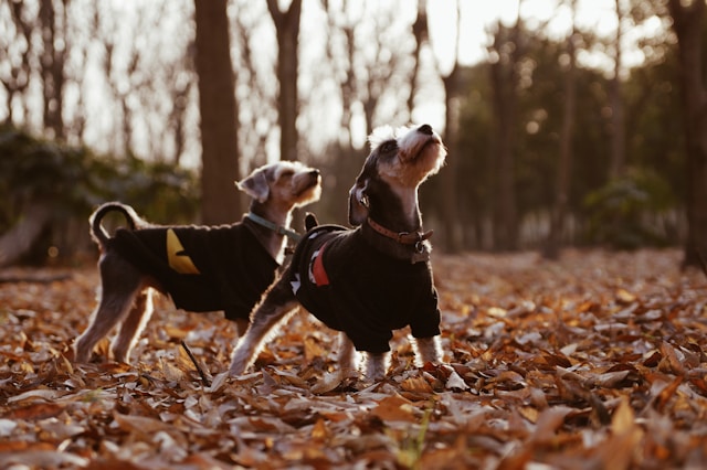 Hundeskove i Fredericia: Her kan du lufte din hund frit og trygt