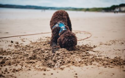 Graver din hund i haven? Sådan stopper du det